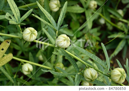 芙蓉洛神花果白 芙蓉洛神花果白 84780850