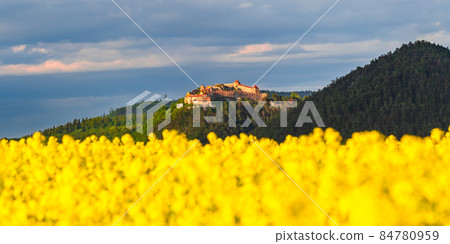 Rasnov Fortress, Transylvania - Romania and rapeseed field Rasnov Fortress, Transylvania - Romania and rapeseed field 84780959