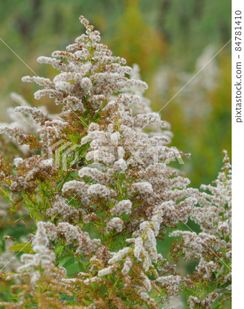 Solidago altissima (ripe) Solidago altissima (ripe) 84781410