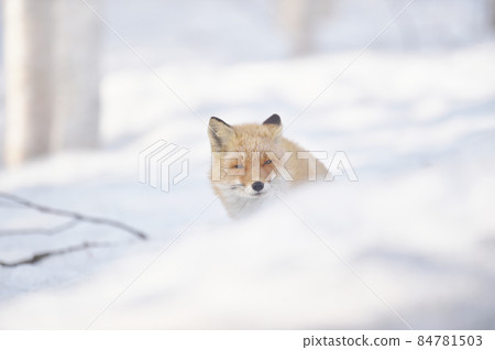 Kita fox that seems to be sleepy (Hokkaido) Kita fox that seems to be sleepy (Hokkaido) 84781503