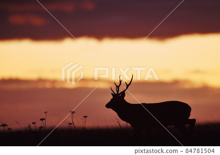 Sunset sky and male sika deer (Hokkaido) Sunset sky and male sika deer (Hokkaido) 84781504