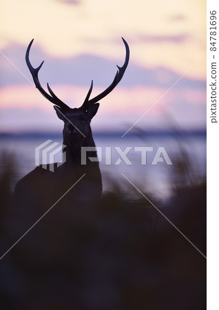 夕陽的天空和雄性梅花鹿（北海道） 84781696