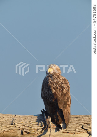 棲息在海岸樹上的白尾鷹(北海道) 棲息在海岸樹上的白尾鷹(北海道) 84781698