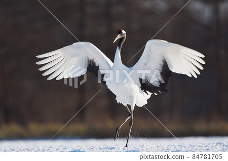 Cranberry spreading wings and landing (Hokkaido · Tsurui) 84781705