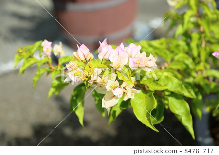 九重葛花 九重葛花 84781712