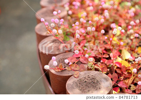 Flowering flower Flowering flower 84781713