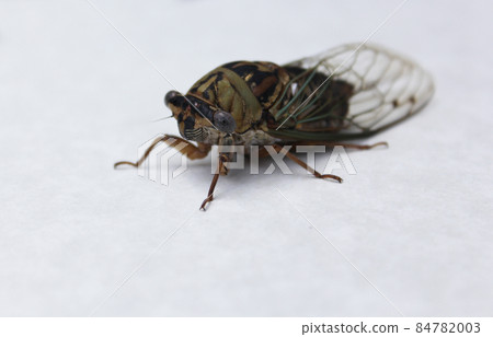 Cicada Insect on White Paper Background Close up Cicada Insect on White Paper Background Close up 84782003