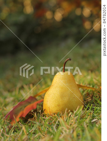 Pears in Wicker Basket Outdoors in Autumn 84782014