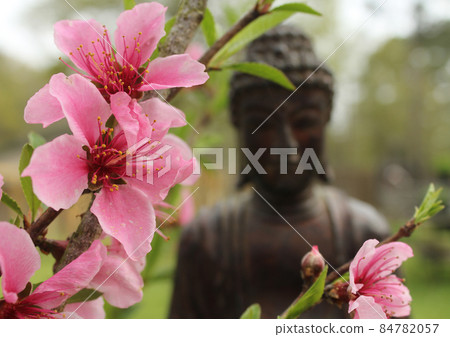 Pink Peach Blossoms with Buddha Statue in Background Pink Peach Blossoms with Buddha Statue in Background 84782057
