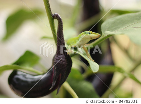 Green Anole Lizard on Eggplant, Pest Control in organic farm 84782331