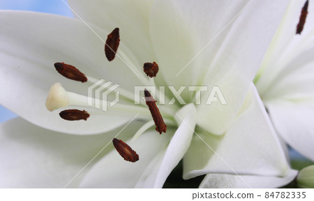 White Easter Lily Closeup on blue Shallow DOF 84782335