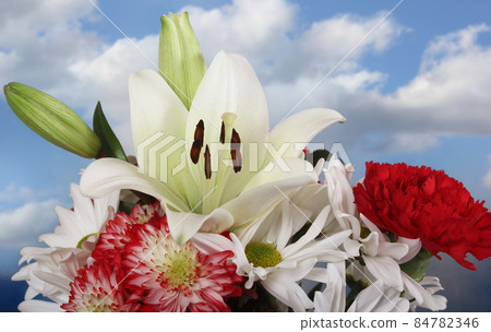 White Easter Lily Closeup on blue Shallow DOF 84782346