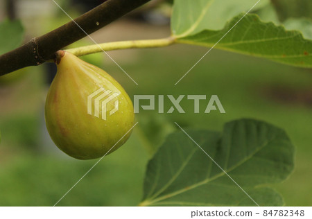Fresh Ripe Kadota Figs Growing on Tree 84782348