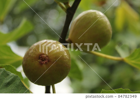Fresh Ripe Kadota Figs Growing on Tree 84782349