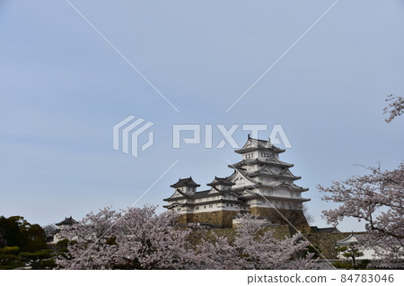 日本兵庫縣姬路市姬路城，世界遺產，國寶，春天的櫻花和宏偉的城樓 84783046