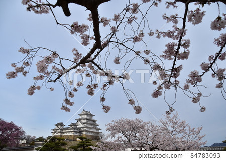 日本兵庫縣姬路市姬路城，世界遺產，國寶，春天的櫻花和宏偉的城樓 84783093
