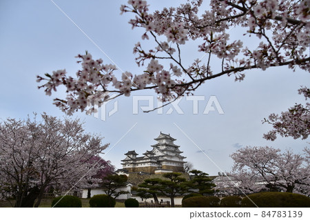 日本兵庫縣姬路市姬路城，世界遺產，國寶，春天的櫻花和宏偉的城樓 84783139