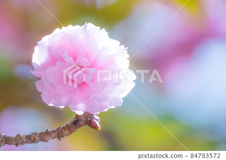 Double cherry blossoms Double cherry blossoms 84783572