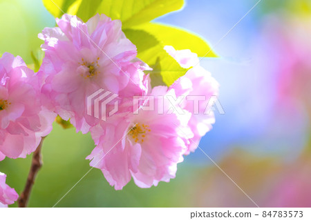 Double cherry blossoms 84783573