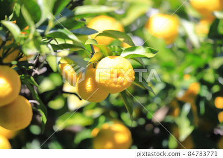 Yuzu fruit that is about to be harvested Yuzu fruit that is about to be harvested 84783771