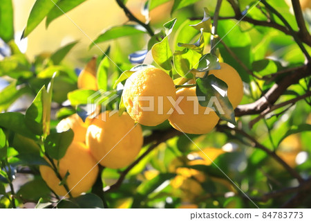 即將收穫的柚子果實 84783773