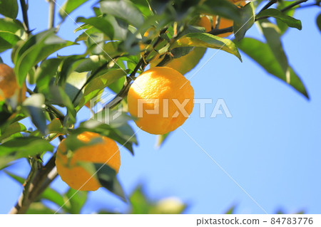 即將收穫的柚子果實 84783776