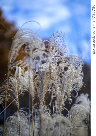 深秋武藏野灌木叢中的蒲葦銀光 84783786