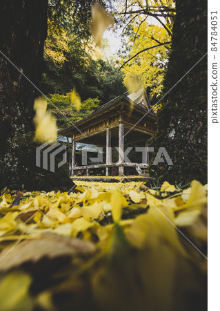 The yellow leaves of Iwato Ochiha Shrine The yellow leaves of Iwato Ochiha Shrine 84784051