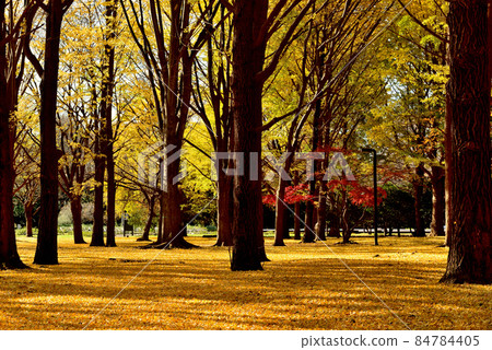 Tokyo Yoyogi Park Ginkgo Tree Autumn Leaves Tokyo Yoyogi Park Ginkgo Tree Autumn Leaves 84784405