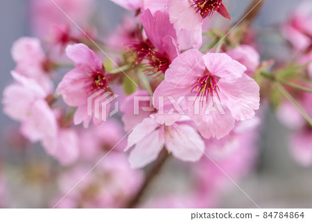 Cherry blossom spring image 84784864