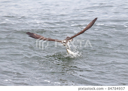 Osprey, a bird of prey hawk that jumps into the sea to capture large mullets and take off water 84784937