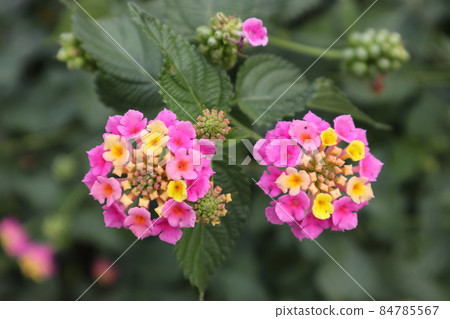 Lantana (Shichihenge) flowers Lantana (Shichihenge) flowers 84785567