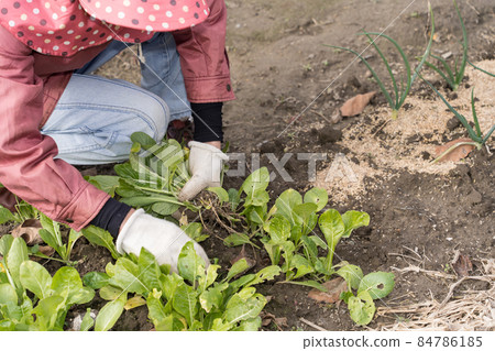 Senior female harvesting flowers 84786185
