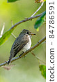 Asian brown flycatcher a small bird in thailnad 84786591