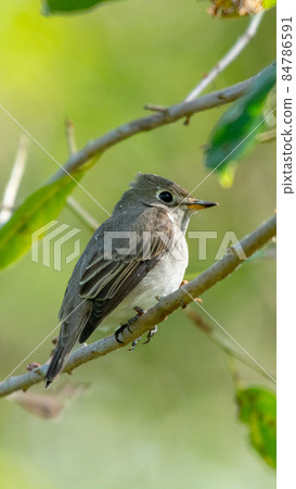 Asian brown flycatcher a small bird in thailnad Asian brown flycatcher a small bird in thailnad 84786591
