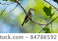 Asian brown flycatcher a small bird in thailnad 84786592