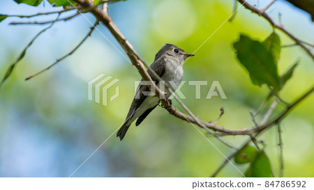 Asian brown flycatcher a small bird in thailnad Asian brown flycatcher a small bird in thailnad 84786592