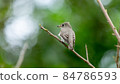 Asian brown flycatcher a small bird in thailnad 84786593