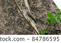Asian brown flycatcher a small bird in thailnad 84786595