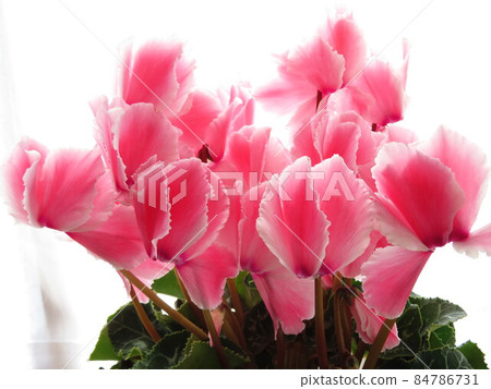 粉紅色的仙客來 84786731