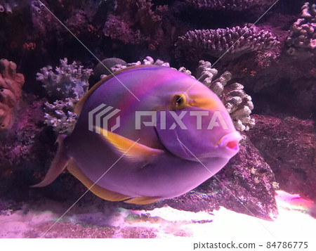 Freshwater aquarium as pseudo-sea. Aquascape and aquadesign Freshwater aquarium as pseudo-sea. Aquascape and aquadesign 84786775