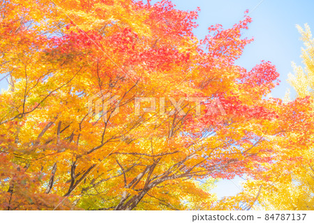 Autumn leaves Autumn leaves 84787137