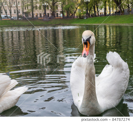 Graceful white swan swim in the pond in city park. 84787274