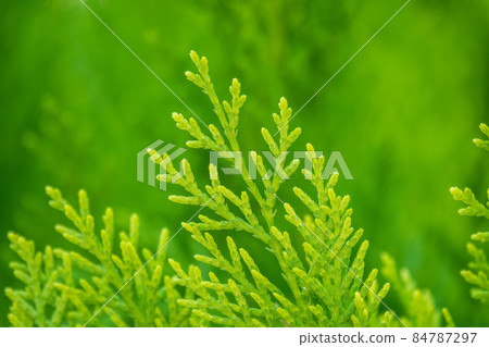 Green branches and young leaves of a thuja tree. Green branches and young leaves of a thuja tree. 84787297