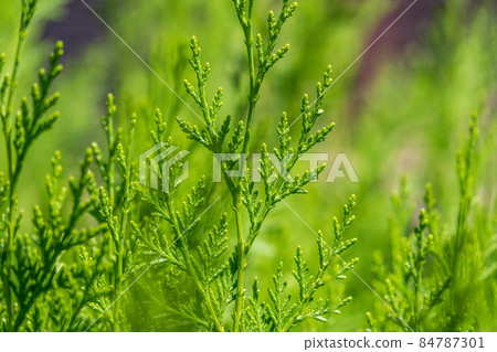 Green branches and young leaves of a thuja tree. Green branches and young leaves of a thuja tree. 84787301