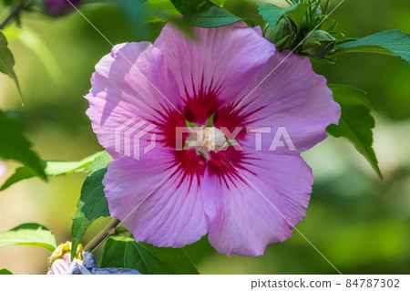 Pink flowers of Hibiscus moscheutos plant close-up. Hibiscus moscheutos, swamp hibiscus, Pink flowers of Hibiscus moscheutos plant close-up. Hibiscus moscheutos, swamp hibiscus, 84787302