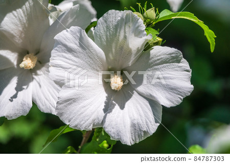 White flowers of Hibiscus grandiflorus, the swamp rosemallow. White flowers of Hibiscus grandiflorus, the swamp rosemallow. 84787303