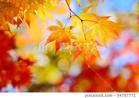Autumn leaves Autumn leaves 84787772