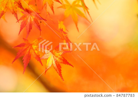 Autumn leaves 84787783