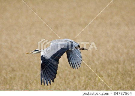 Gray heron heron / Japan 84787864